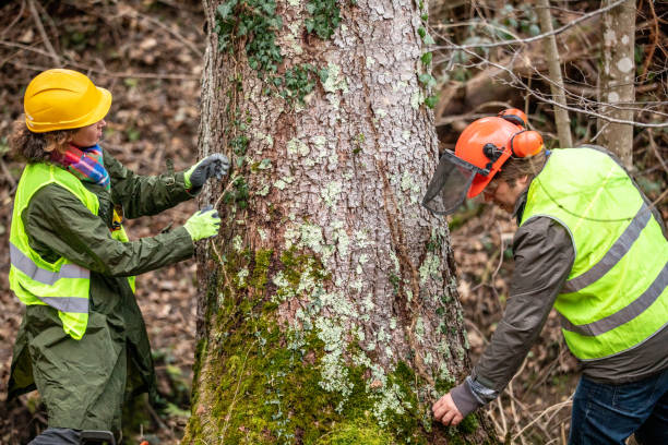 Milan, IL Tree Services Company